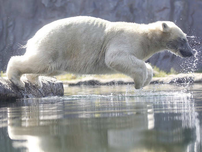 Even animals are trying to escape the heat. This polar bear at a zoo in the western German city of Gelsenkirchen, named Nanook, jumped into the water on Tuesday.