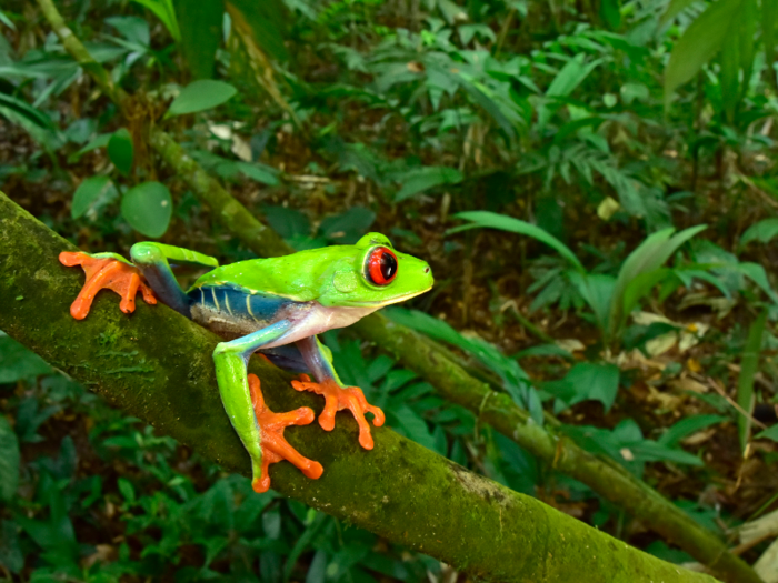 And the red-eyed tree frog is one of many amphibian species at risk of extinction in this region and around the world. Luckily, the Mosquitia rainforest is the largest contiguous protected area in Latin America north of the Amazon.