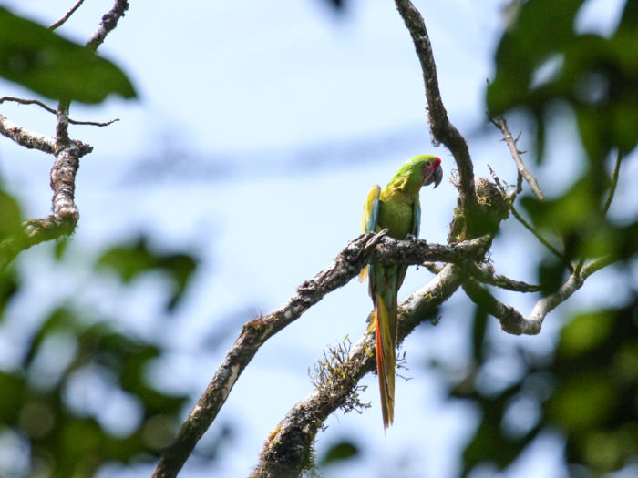 Some of the creatures the researchers photographed and catalogued are in dire straits. Fewer than 2,500 mature great green macaws remain in the wilds of Central America.