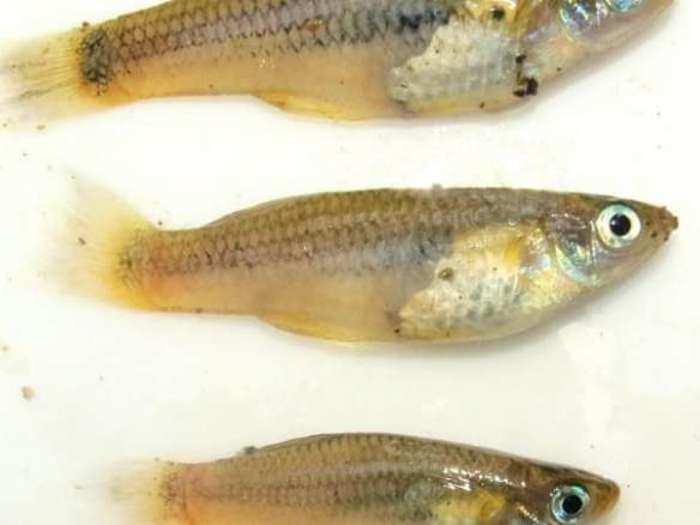 One of the fish they found, called Poecilia, may be a brand-new discovery. It