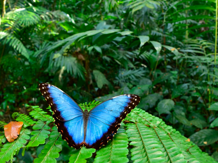 In total, the team documented 246 species of moths and butterflies, including this Morpho helenor butterfly.