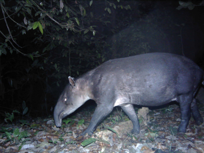 They also identified rare and endangered fish, reptiles, amphibians, and mammals, including this Baird