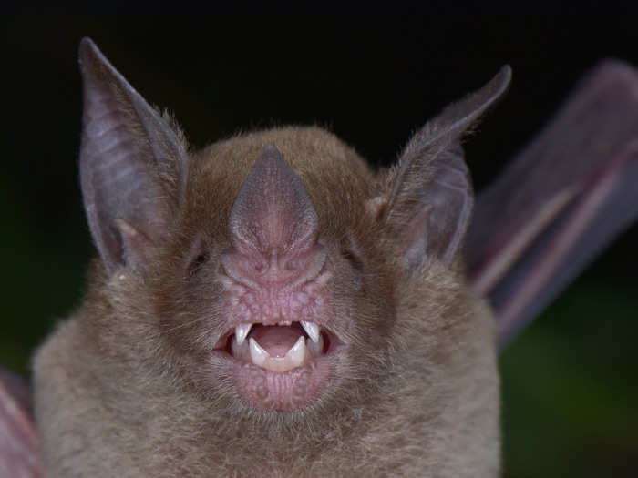 Together, the team catalogued about 180 plant species, 250 insect species, and 198 bird species. The researchers rediscovered the pale-faced bat (Phylloderma stenops), which was last documented in Honduras in 1942.