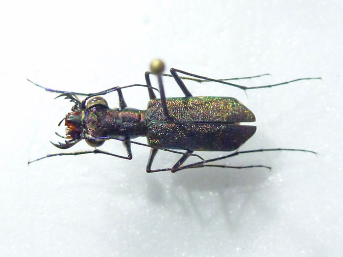 The tiger beetle had only previously been observed at a single site in Nicaragua, and was also thought to be extinct.