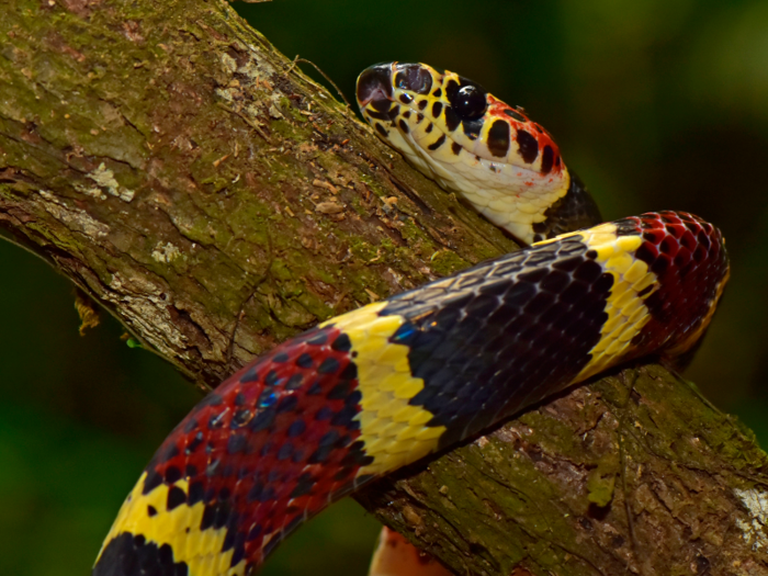 The newly released report describes their findings. One creature they observed was the false tree coral snake, which was thought to have been extinct in Honduras since 1965.