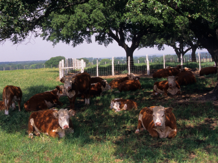 Hereford, Texas: 51.9% of this city speaks Spanish.