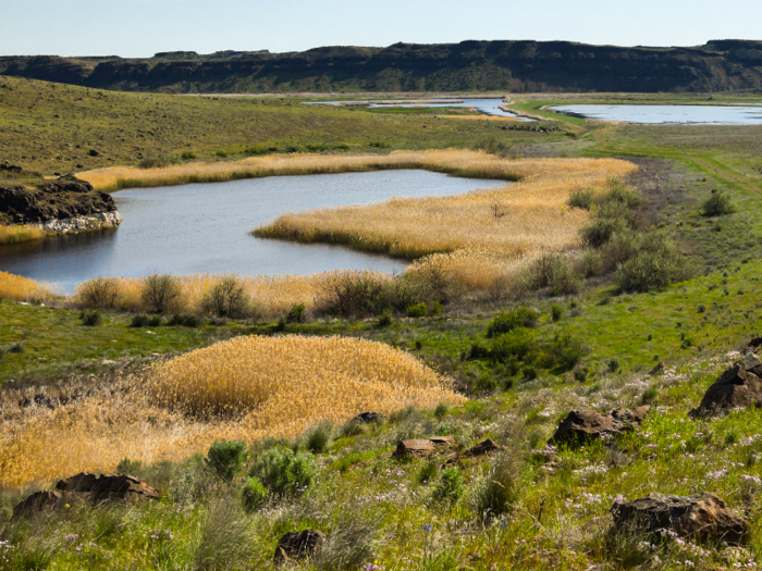 Othello, Washington: 51.3% of the city speaks Spanish.