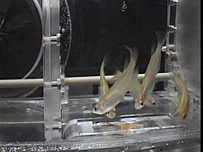 NASA also sends fish to space, to see how they deal with a weightless environment.