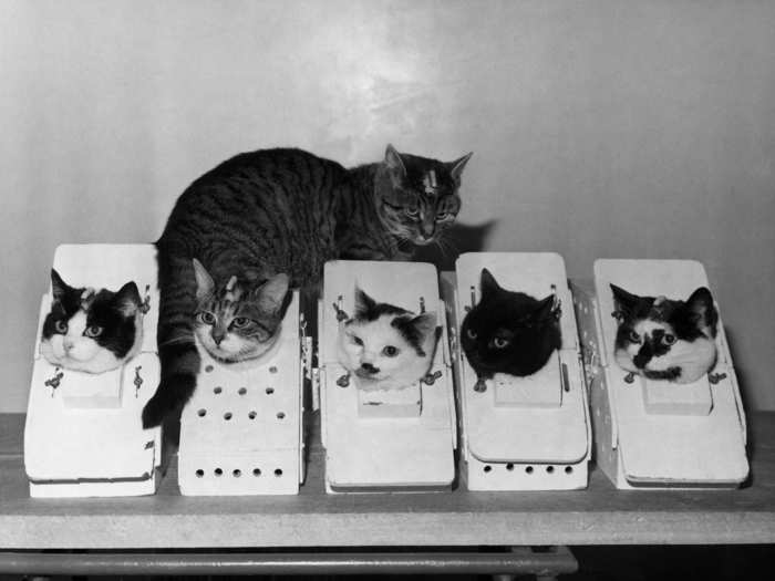 France launched the first and only cat into space in 1963.