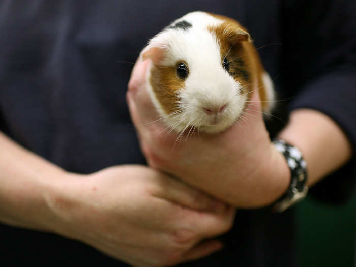 The USSR sent the first guinea pigs into space in 1961.