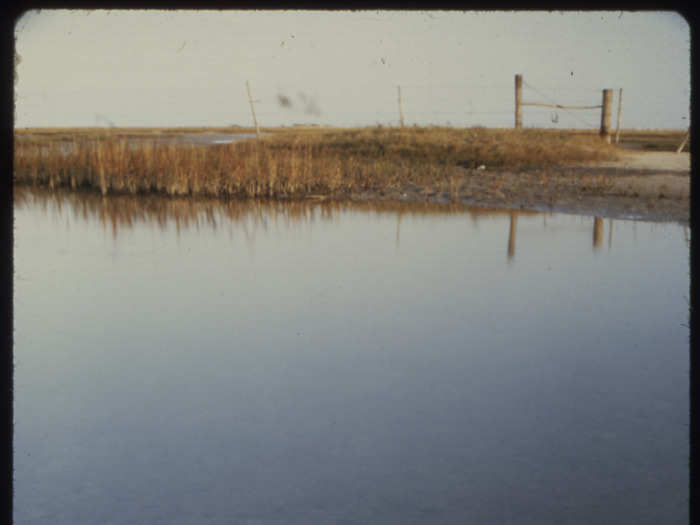 Algal blooms can wreak havoc on local ecosystems, killing flora and fauna.