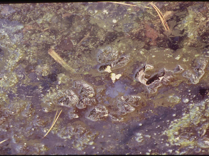 Sometimes waterways and lakes would turn a hazy green color due to colonies of algae on the surface.