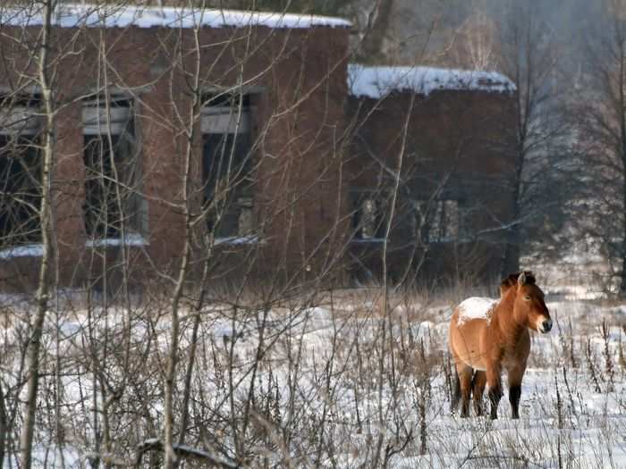 Scientists released an endangered horse species into the area.