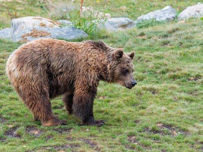 The European brown bear returned to the region after more than a century.