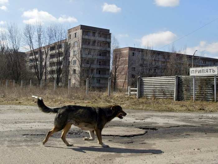 Stray dogs might have started mating with local wolves.