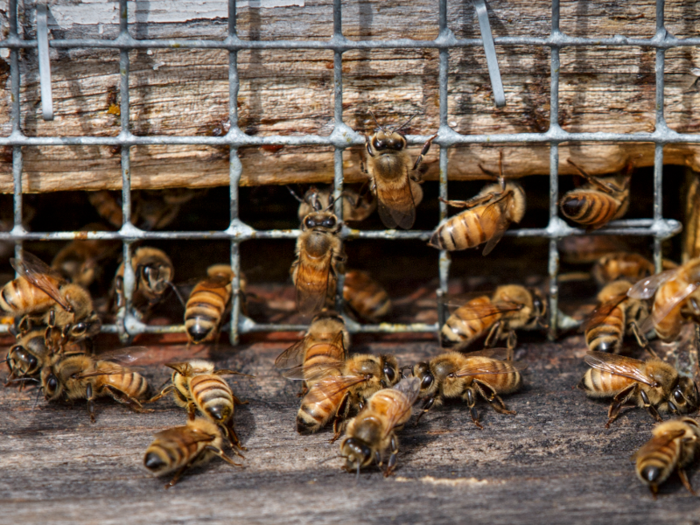 Bee colonies around the world are disappearing due to climate change and other factors.