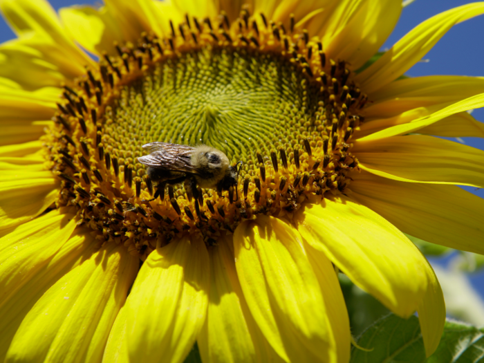 Worker honeybees can fly up to 20 miles per hour (32 kilometers per hour).