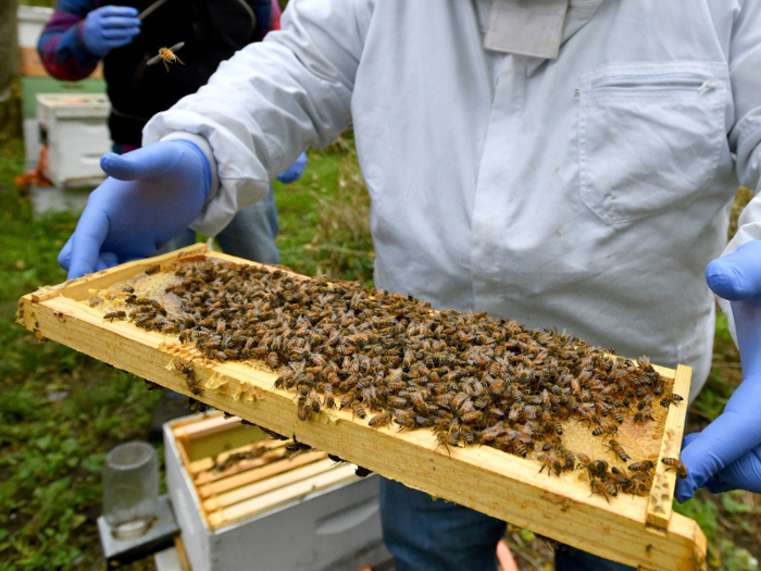 In the US, there are more than 100,000 beekeepers.