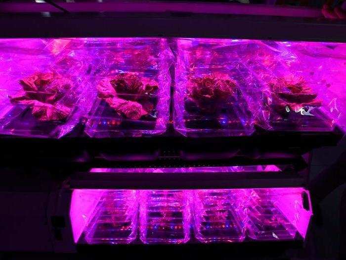 2019: Astronauts could eventually grow their own food using LED lights.