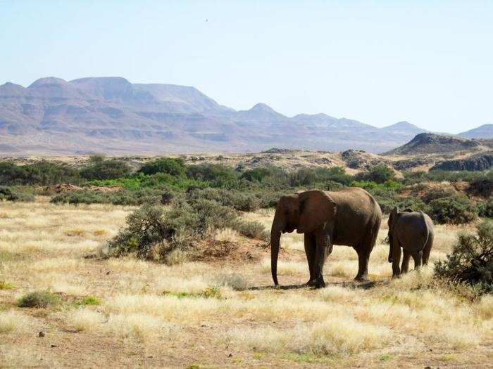 In Namibia, the government is auctioning off elephants and giraffes as part of a strategy to cope with a drought that has left one in five Namibians without food.