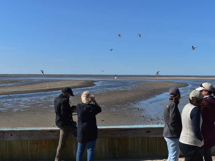 They bring all of these samples to the lab, where they then conduct DNA analyses on the feces to find out which influenza strains were circulating in birds on the beach this year.