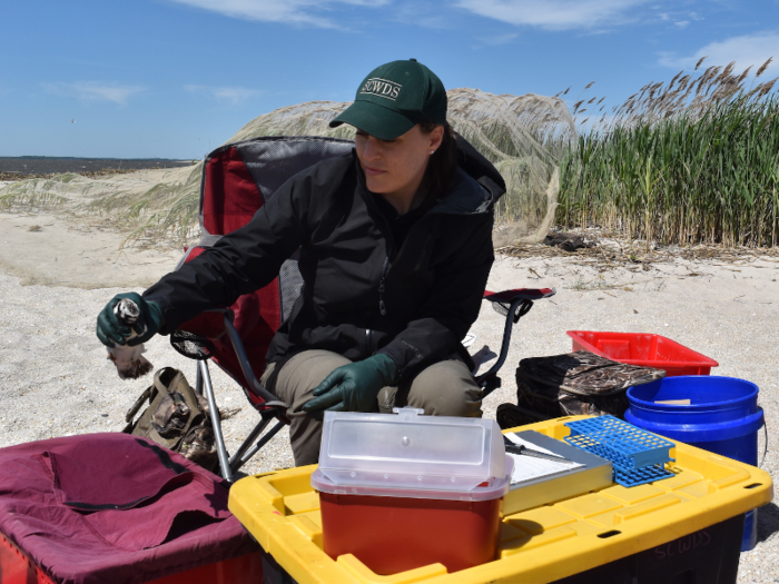 Scientists wear gloves as they take samples from a few birds