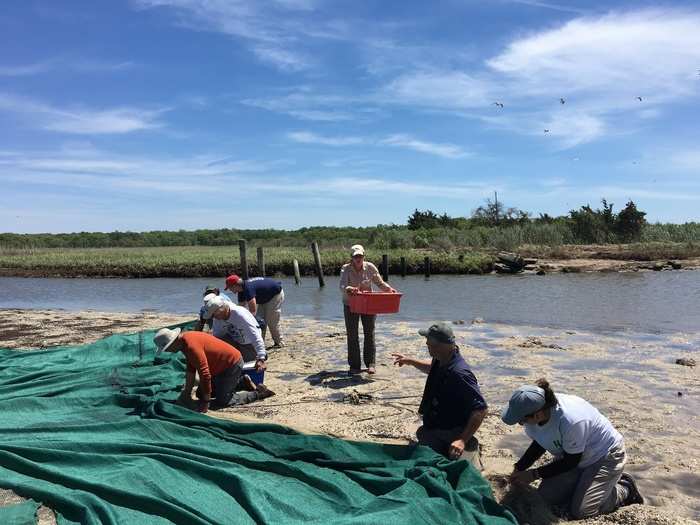 The researchers rush in to pick the birds up and get them into the shade for inspection.