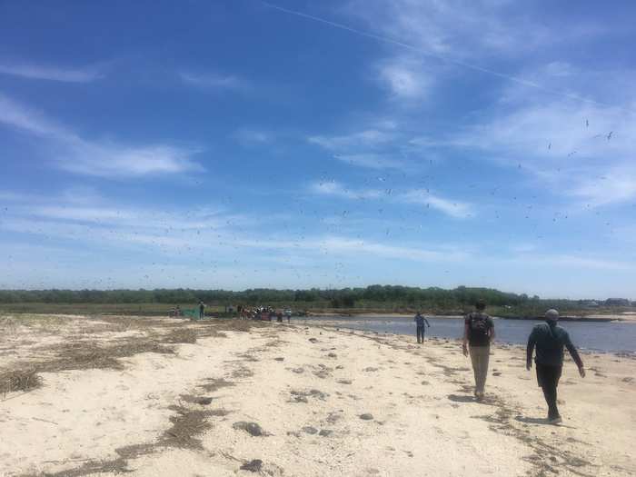 In an instant, just as the birds are opening their wings, a net whooshes over about 100 of them, sending the group tumbling into the sand.