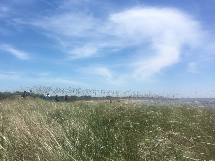 Finally, when the moment is right, a cannon fires with a loud thud. Feasting shorebirds scramble into the air.