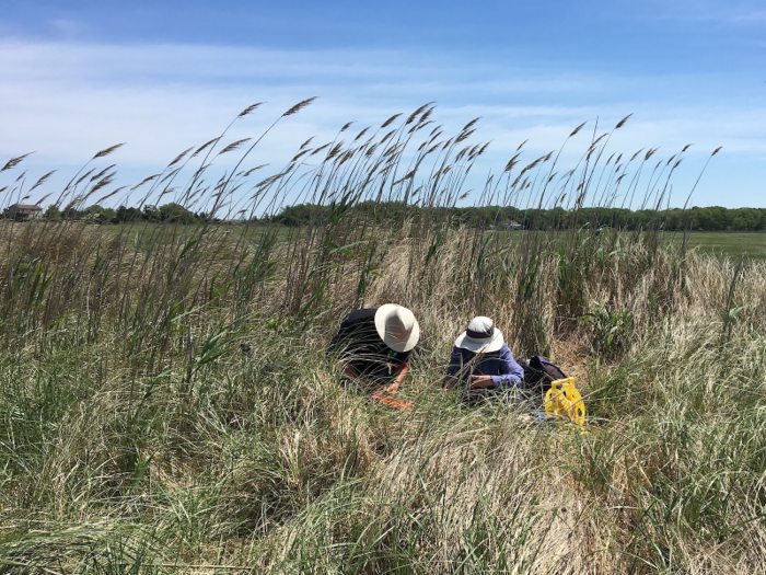 Dozens of birders and a few flu researchers crouch down in the tall grasses, hiding out of the birds