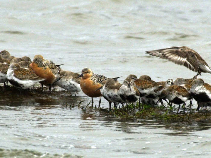 "Those beautiful, healthy birds — about 20% of them are pooping out influenza," Robert Webster, a flu expert at St Jude Children