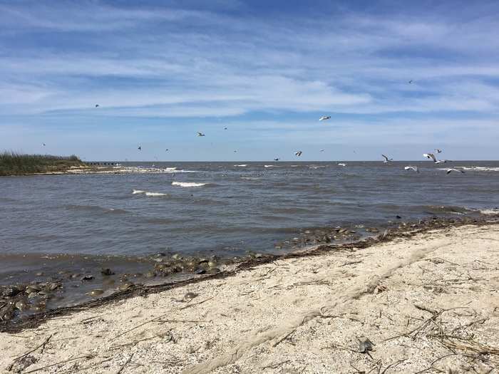 The problem with this feeding frenzy is that these shorebirds harbor lots of flu strains in their guts. Every pandemic flu the world has ever seen has come from virus-laden birds like these.