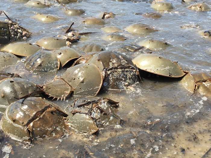 The timing is key, since the hubcap-sized crabs spawn for about four weeks every year, and their protein-rich eggs provide a mid-flight snack for thousands of migratory birds as they fly north for the summer.