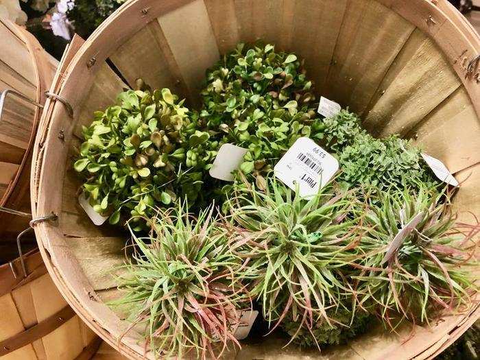 And some items — like these $4 plant balls — were perfect traps for the impulse buyer.