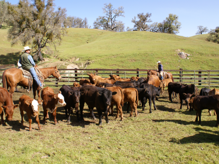 ... and can house up to 650 cow and calf pairs year-round, 1,500 cow and calf pairs seasonally, or 3,200 stockers seasonally.