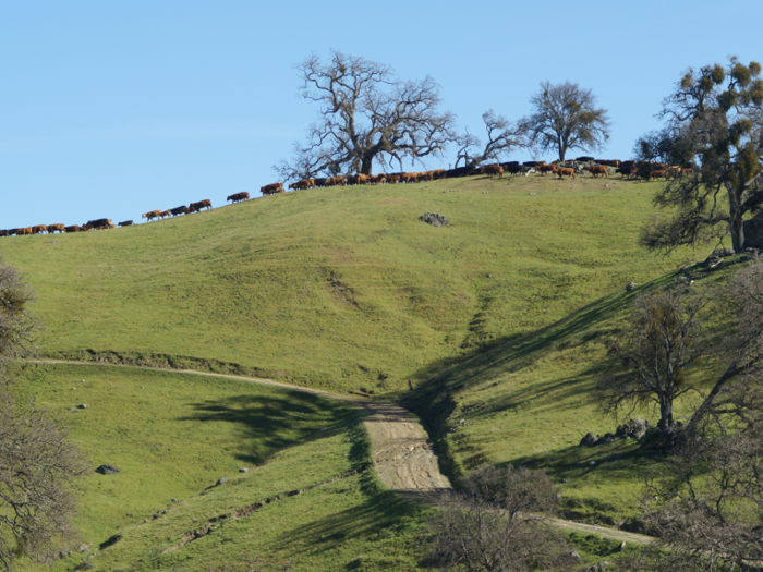 The ranch has five corrals ...