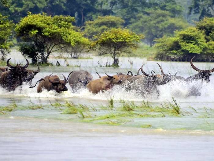 Wild Buffaloes run through flood waters towards higher lands at as the famous Kaziranga National Park is flooded.