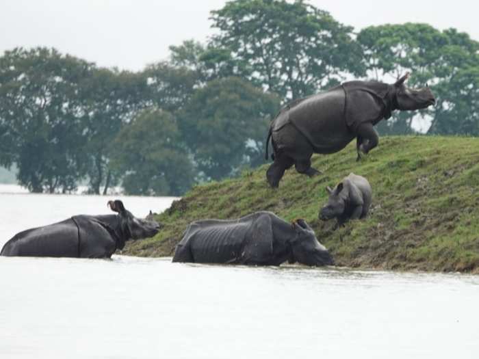 One-horned Rhinos seen move to highlands in the flood affected Kaziranga National Park.