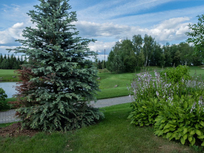 The wealthy suburb is pristinely landscaped. The grass of the golf course is perfectly manicured and watered, and various types of trees were planted throughout the property.