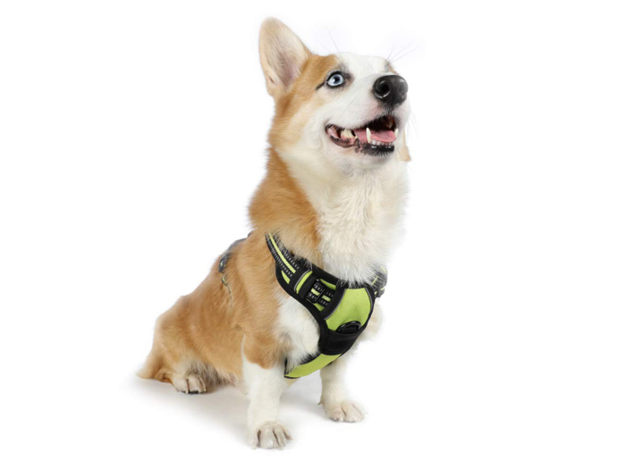 The best no-pull dog harness for versatility