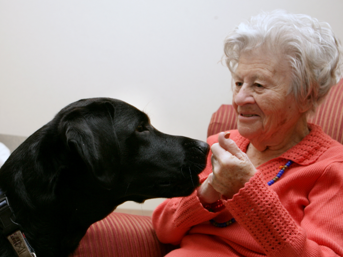 Animal therapy might be able to replace pain medication.