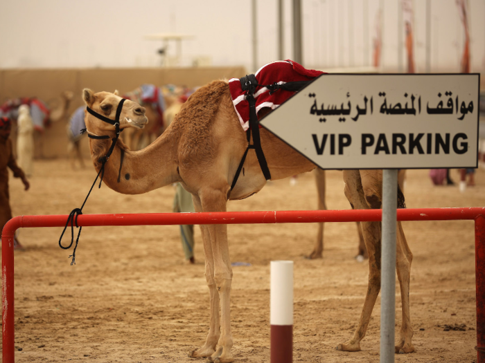 The feud impacted all Qataris — just before it was closed Saudi Arabia drove 12,000 Qatari camels and sheep back across the border.