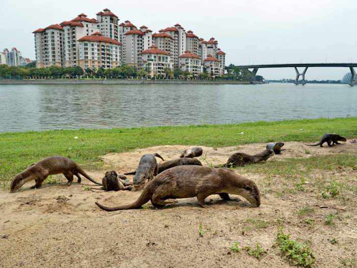 Singapore has also planted two million trees in the last 45 years, and animals like the smooth-coated otters are said to be returning to the city thanks to the city-state