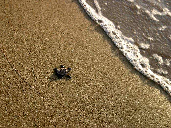 Hawksbill turtle hatchlings are supposed to head for the water as soon as they are out of their shells.