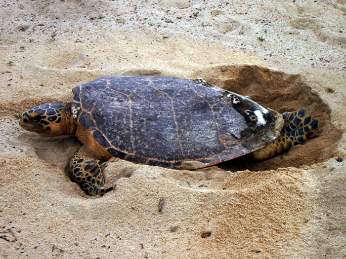 While some species move to cities on purpose, there are some that end up there by accident; and while some thrive in urban spaces, other species are not so lucky, like this hawksbill turtle.