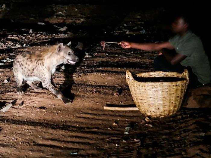 Because they believe that spotted hyenas eat the bad spirits that haunt the streets of Harar, Ethiopia, butchers have been feeding unwanted bones to these night creatures for more than 400 years.