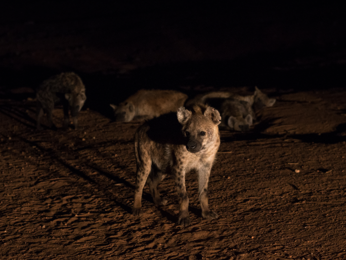 Hyenas live in cities because they have a special relationship with people, and they have for decades.