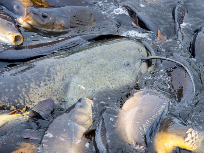 This is good news for urban wels catfish because they feed on pigeons.