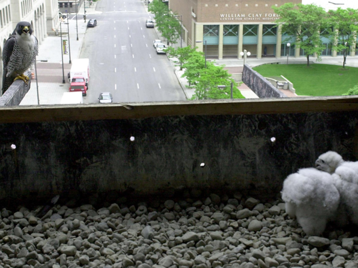 New York City has the biggest number of nesting peregrines on the planet.