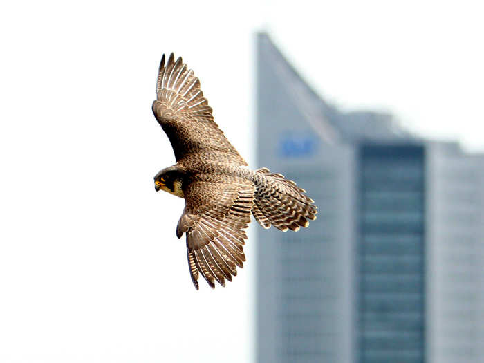 A peregrine falcon